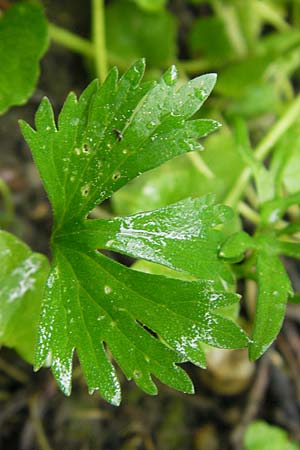 Ranunculus walo-kochii \ Kochs Gold-Hahnenfu� / Koch's Goldilocks, D Zusmarshausen 5.5.2012