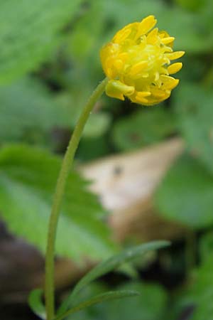 Ranunculus walo-kochii \ Kochs Gold-Hahnenfu� / Koch's Goldilocks, D Zusmarshausen 5.5.2012