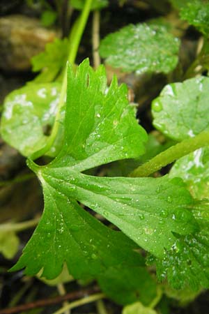 Ranunculus walo-kochii \ Kochs Gold-Hahnenfu� / Koch's Goldilocks, D Zusmarshausen 5.5.2012