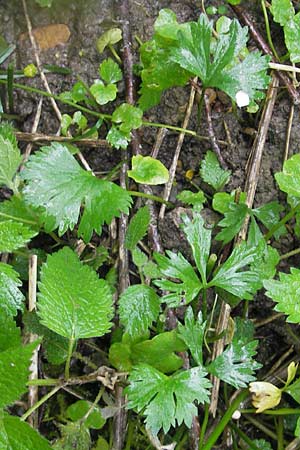 Ranunculus walo-kochii \ Kochs Gold-Hahnenfu� / Koch's Goldilocks, D Zusmarshausen 5.5.2012