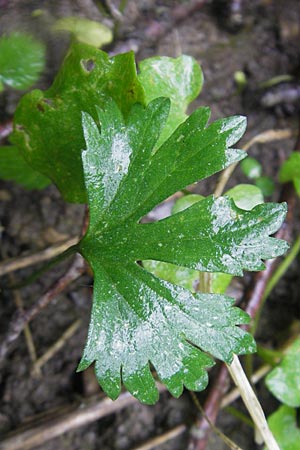 Ranunculus walo-kochii \ Kochs Gold-Hahnenfu� / Koch's Goldilocks, D Zusmarshausen 5.5.2012