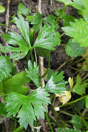 Ranunculus walo-kochii \ Kochs Gold-Hahnenfu� / Koch's Goldilocks, D Zusmarshausen 5.5.2012