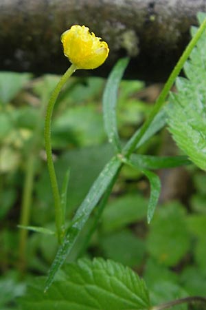 Ranunculus walo-kochii \ Kochs Gold-Hahnenfu� / Koch's Goldilocks, D Zusmarshausen 5.5.2012