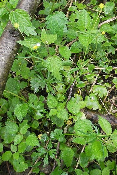 Ranunculus walo-kochii \ Kochs Gold-Hahnenfu� / Koch's Goldilocks, D Zusmarshausen 5.5.2012