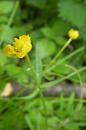 Ranunculus walo-kochii \ Kochs Gold-Hahnenfu� / Koch's Goldilocks, D Zusmarshausen 5.5.2012