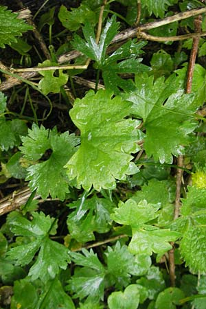 Ranunculus walo-kochii \ Kochs Gold-Hahnenfu� / Koch's Goldilocks, D Zusmarshausen 5.5.2012