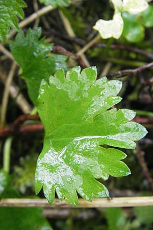 Ranunculus walo-kochii \ Kochs Gold-Hahnenfu� / Koch's Goldilocks, D Zusmarshausen 5.5.2012
