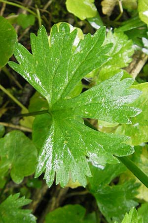 Ranunculus walo-kochii \ Kochs Gold-Hahnenfu� / Koch's Goldilocks, D Zusmarshausen 5.5.2012