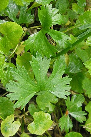Ranunculus walo-kochii \ Kochs Gold-Hahnenfu� / Koch's Goldilocks, D Zusmarshausen 5.5.2012