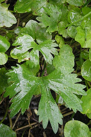 Ranunculus walo-kochii \ Kochs Gold-Hahnenfu� / Koch's Goldilocks, D Zusmarshausen 5.5.2012