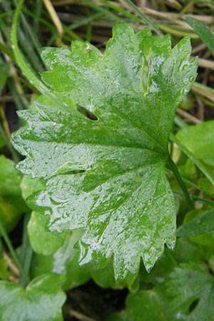 Ranunculus walo-kochii \ Kochs Gold-Hahnenfu� / Koch's Goldilocks, D Zusmarshausen 5.5.2012