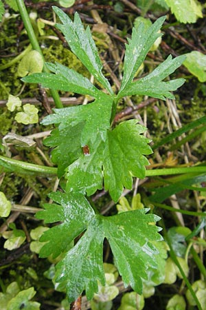 Ranunculus walo-kochii \ Kochs Gold-Hahnenfu� / Koch's Goldilocks, D Zusmarshausen 5.5.2012