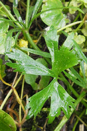 Ranunculus walo-kochii \ Kochs Gold-Hahnenfu� / Koch's Goldilocks, D Zusmarshausen 5.5.2012