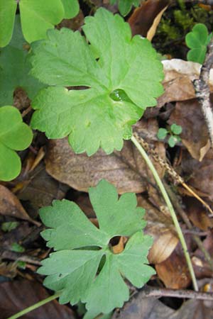 Ranunculus alsaticus ? \ Elssser Gold-Hahnenfu / Alsacian Goldilocks, D Franken/Franconia Weismain 7.5.2012