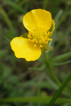 Ranunculus auricomus spec2 ? \ Gold-Hahnenfu� / Goldilocks, D Adelsheim 16.4.2011