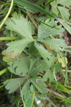 Ranunculus auricomus spec2 ? \ Gold-Hahnenfu� / Goldilocks, D Adelsheim 16.4.2011