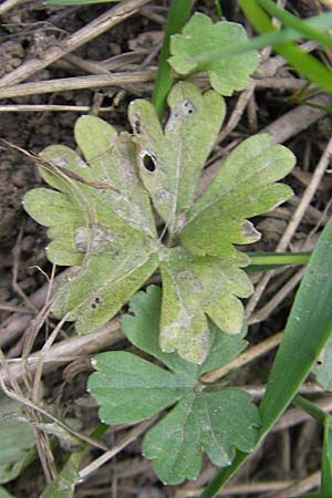 Ranunculus auricomus spec2 ? \ Gold-Hahnenfu� / Goldilocks, D Adelsheim 16.4.2011