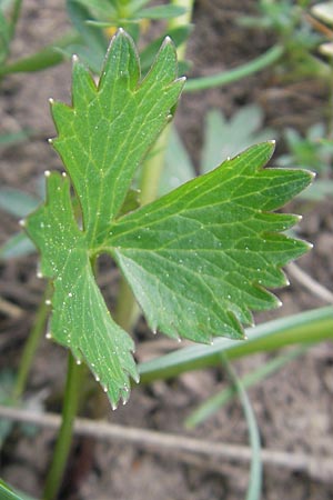 Ranunculus auricomus spec2 ? \ Gold-Hahnenfu� / Goldilocks, D Adelsheim 16.4.2011