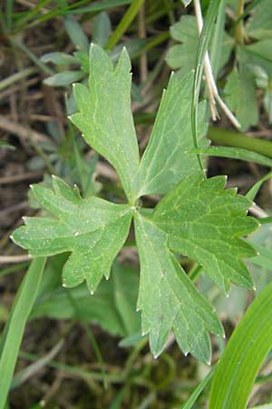 Ranunculus auricomus spec2 ? \ Gold-Hahnenfu� / Goldilocks, D Adelsheim 16.4.2011