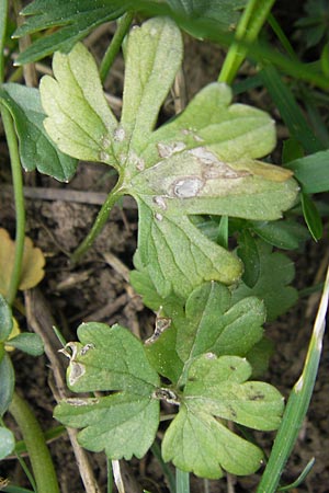 Ranunculus auricomus spec2 ? \ Gold-Hahnenfu� / Goldilocks, D Adelsheim 16.4.2011