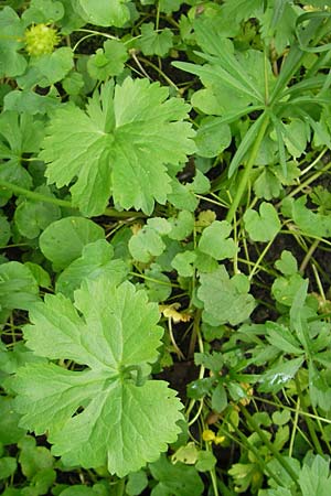 Ranunculus auricomus spec9 ? \ Gold-Hahnenfu� / Goldilocks, D Franken/Franconia Weismain 7.5.2012