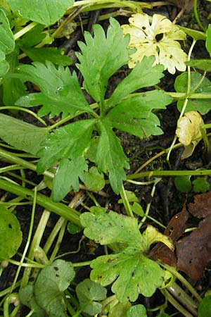 Ranunculus auricomus spec9 ? \ Gold-Hahnenfu� / Goldilocks, D Franken/Franconia Weismain 7.5.2012