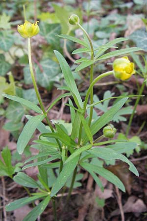 Ranunculus varicus \ Spreizender Gold-Hahnenfu / Splaying Goldilocks, D Thüringen, Weimar 5.5.2013