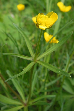 Ranunculus auricomus specA ? \ Gold-Hahnenfu� / Goldilocks, D Th&uuml;ringen Weimar, Belvedere 6.5.2013