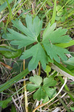Ranunculus auricomus specA ? \ Gold-Hahnenfu� / Goldilocks, D Th&uuml;ringen Weimar, Belvedere 6.5.2013