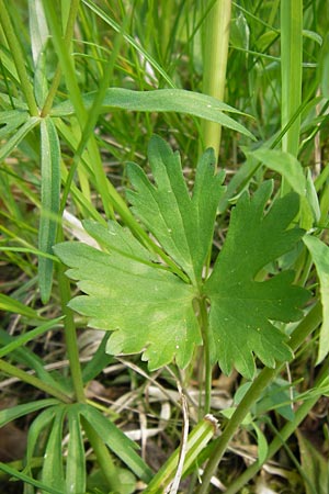 Ranunculus auricomus specA ? \ Gold-Hahnenfu� / Goldilocks, D Th&uuml;ringen Weimar, Belvedere 6.5.2013