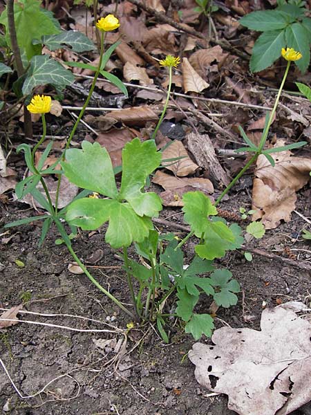 Ranunculus hevellus \ Rathenower Gold-Hahnenfu / Rathenow Goldilocks, D Thüringen, Legefeld 6.5.2013