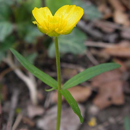 Ranunculus hevellus \ Rathenower Gold-Hahnenfu / Rathenow Goldilocks, D Thüringen, Legefeld 6.5.2013