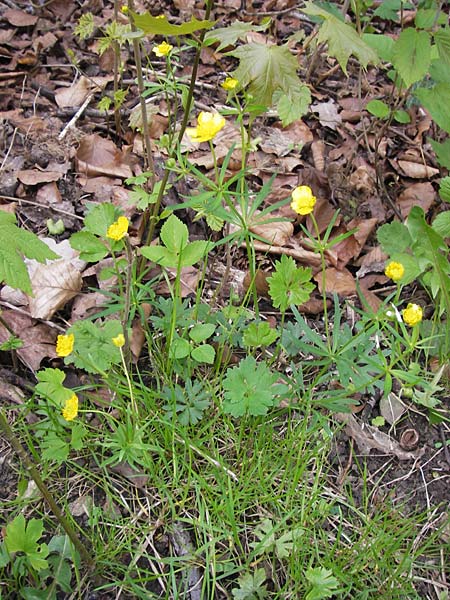 Ranunculus hevellus \ Rathenower Gold-Hahnenfu / Rathenow Goldilocks, D Thüringen, Legefeld 6.5.2013