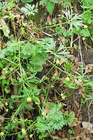 Ranunculus argoviensis ? \ Aargauer Gold-Hahnenfu / Aargau Goldilocks, D Odenwald, Großbreitenbach 11.5.2013