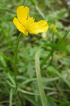Ranunculus argoviensis ? \ Aargauer Gold-Hahnenfu / Aargau Goldilocks, D Odenwald, Großbreitenbach 11.5.2013