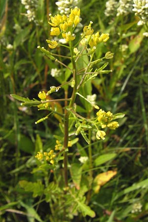Rorippa x anceps \ Niederliegende Sumpfkresse / Hybrid Yellow-Cress, D Dieburg 2.7.2013