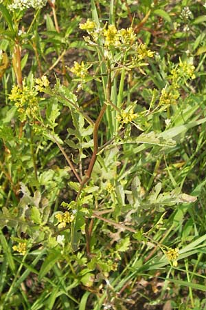 Rorippa x anceps \ Niederliegende Sumpfkresse / Hybrid Yellow-Cress, D Dieburg 2.7.2013