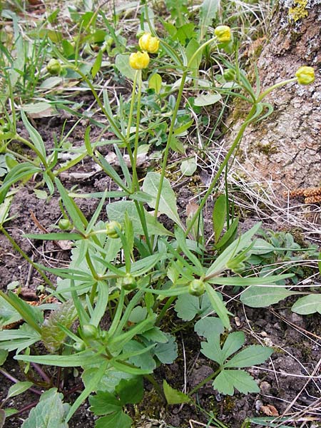 Ranunculus auricomus specK ? \ Gold-Hahnenfu� / Goldilocks, D Th&uuml;ringen, Weimar 28.3.2014