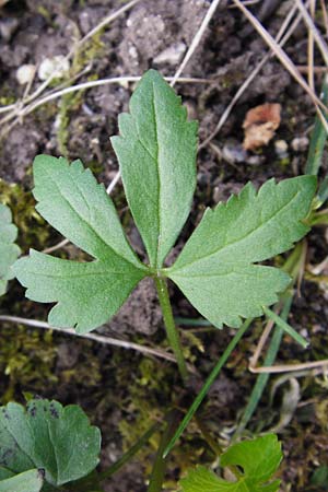 Ranunculus auricomus specK ? \ Gold-Hahnenfu� / Goldilocks, D Th&uuml;ringen, Weimar 28.3.2014