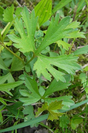 Ranunculus hirsutulus \ Flaum-Gold-Hahnenfu� / Fluffy Goldilocks, D Th&uuml;ringen Weimar, Belvedere 6.5.2013