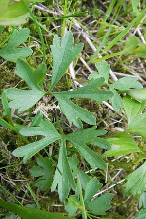 Ranunculus hirsutulus \ Flaum-Gold-Hahnenfu� / Fluffy Goldilocks, D Th&uuml;ringen Weimar, Belvedere 6.5.2013