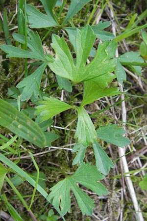 Ranunculus hirsutulus \ Flaum-Gold-Hahnenfu� / Fluffy Goldilocks, D Th&uuml;ringen Weimar, Belvedere 6.5.2013