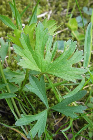 Ranunculus hirsutulus \ Flaum-Gold-Hahnenfu� / Fluffy Goldilocks, D Th&uuml;ringen Weimar, Belvedere 6.5.2013