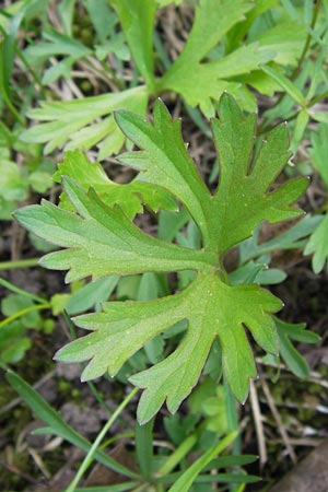 Ranunculus hirsutulus \ Flaum-Gold-Hahnenfu� / Fluffy Goldilocks, D Th&uuml;ringen Weimar, Belvedere 6.5.2013