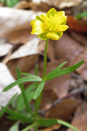 Ranunculus hirsutulus \ Flaum-Gold-Hahnenfu� / Fluffy Goldilocks, D Th&uuml;ringen, Legefeld 6.5.2013