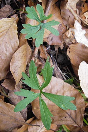 Ranunculus hirsutulus \ Flaum-Gold-Hahnenfu� / Fluffy Goldilocks, D Th&uuml;ringen, Legefeld 6.5.2013