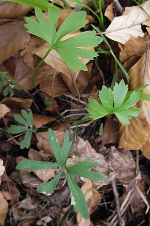 Ranunculus hirsutulus \ Flaum-Gold-Hahnenfu� / Fluffy Goldilocks, D Th&uuml;ringen, Legefeld 6.5.2013