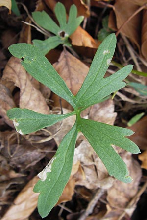 Ranunculus hirsutulus \ Flaum-Gold-Hahnenfu� / Fluffy Goldilocks, D Th&uuml;ringen, Legefeld 6.5.2013