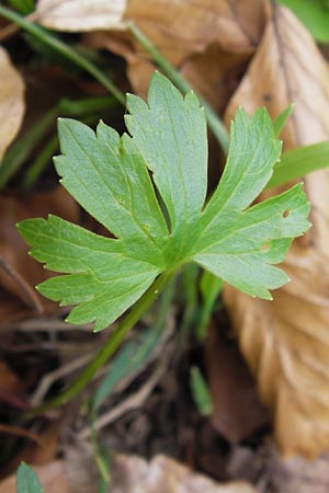 Ranunculus hirsutulus \ Flaum-Gold-Hahnenfu� / Fluffy Goldilocks, D Th&uuml;ringen, Legefeld 6.5.2013