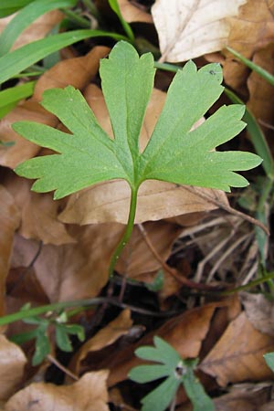 Ranunculus hirsutulus \ Flaum-Gold-Hahnenfu� / Fluffy Goldilocks, D Th&uuml;ringen, Legefeld 6.5.2013